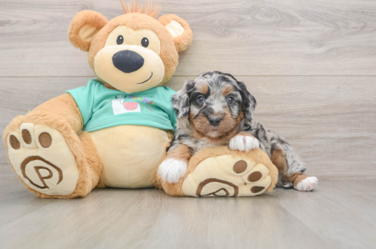 Small Mini Aussiedoodle Baby