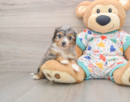 8 week old Mini Aussiedoodle Puppy For Sale - Premier Pups