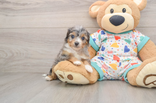 Best Mini Aussiedoodle Baby