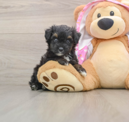 7 week old Mini Aussiedoodle Puppy For Sale - Premier Pups