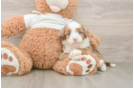 Petite Mini Aussiedoodle Poodle Mix Pup