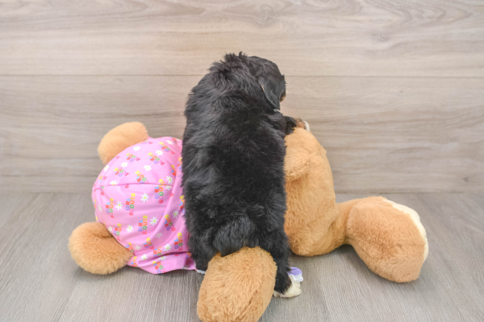 Best Mini Aussiedoodle Baby