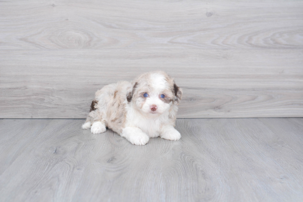 Funny Mini Aussiedoodle Poodle Mix Pup