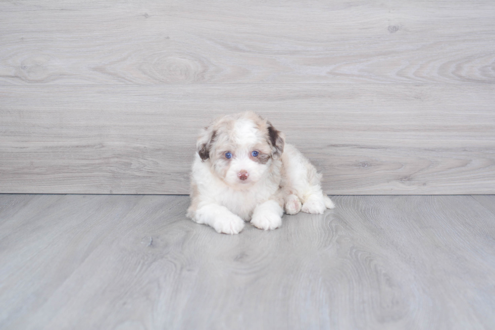 Best Mini Aussiedoodle Baby