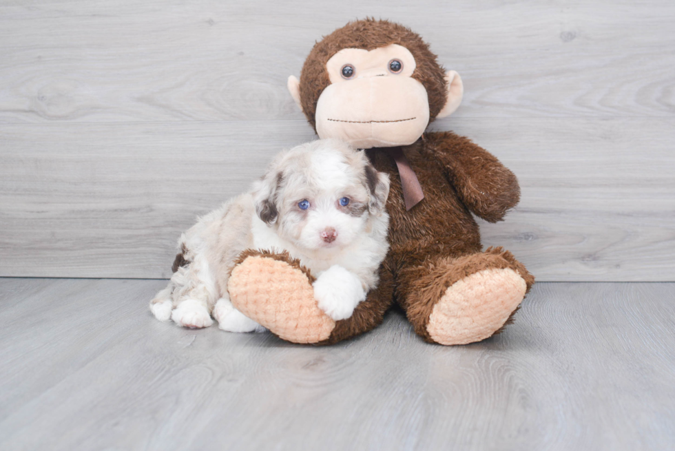 Mini Aussiedoodle Puppy for Adoption