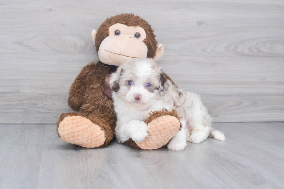 Popular Mini Aussiedoodle Poodle Mix Pup