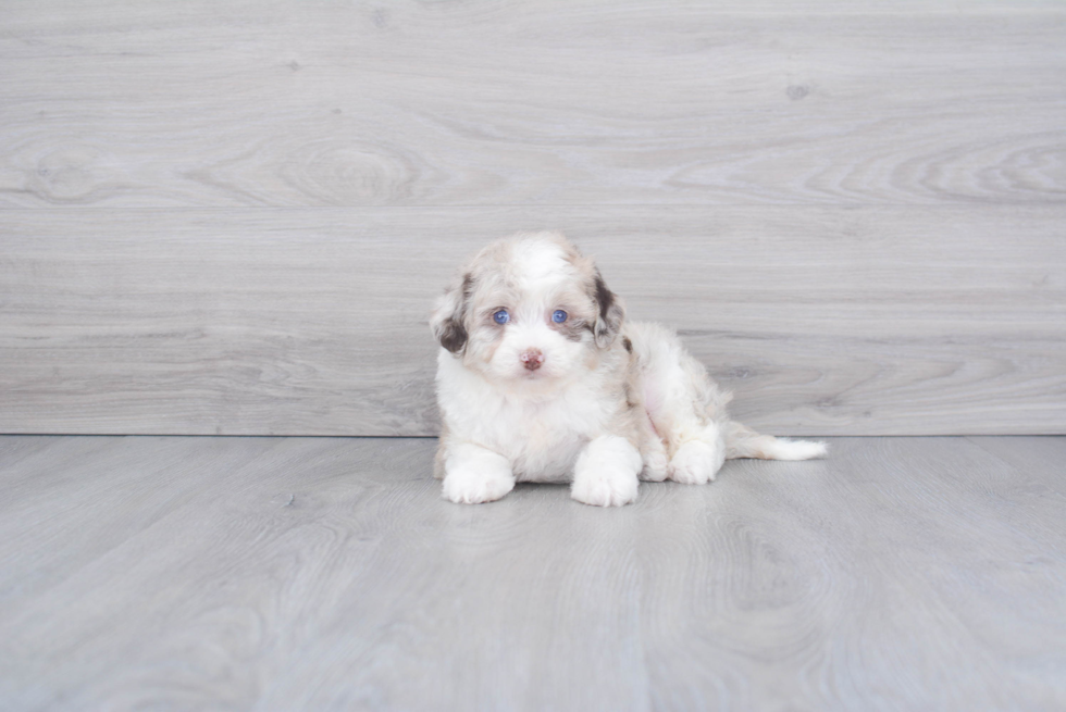 Mini Aussiedoodle Puppy for Adoption