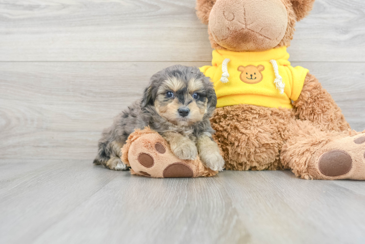 Happy Mini Aussiedoodle Baby