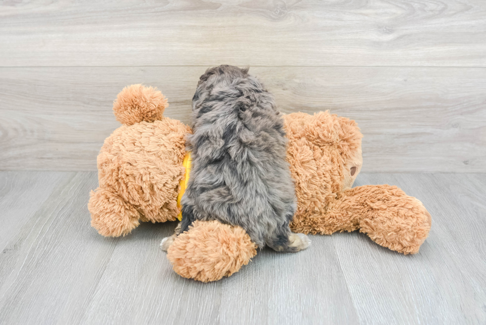 Cute Mini Aussiedoodle Baby