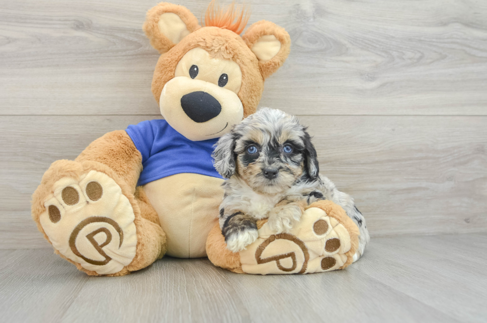 6 week old Mini Aussiedoodle Puppy For Sale - Premier Pups