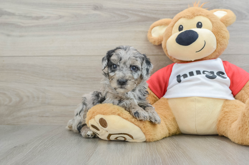 5 week old Mini Aussiedoodle Puppy For Sale - Premier Pups