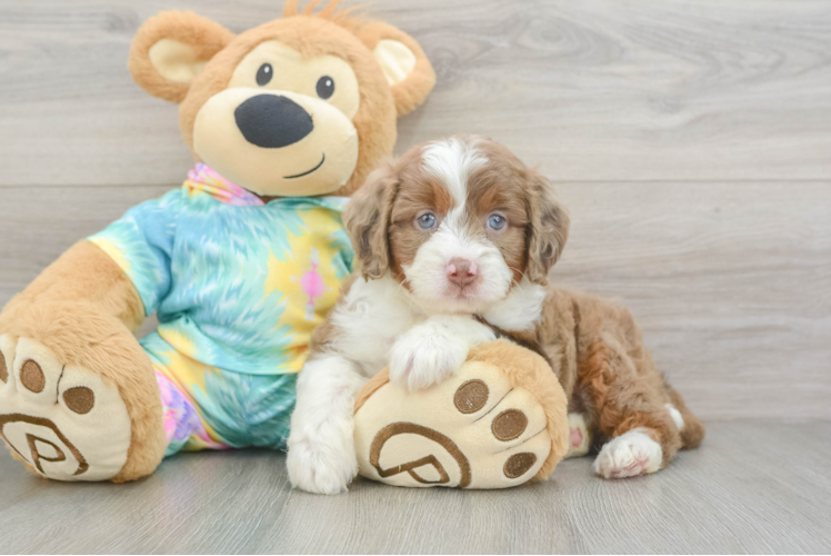 Mini Aussiedoodle Pup Being Cute