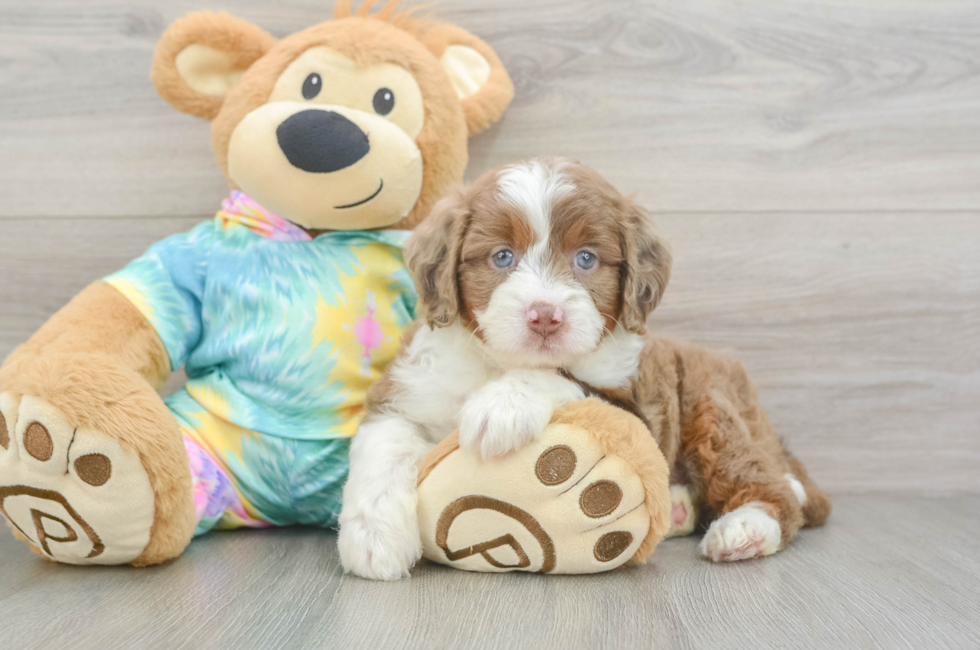 5 week old Mini Aussiedoodle Puppy For Sale - Premier Pups