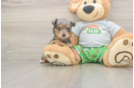 Small Mini Aussiedoodle Baby