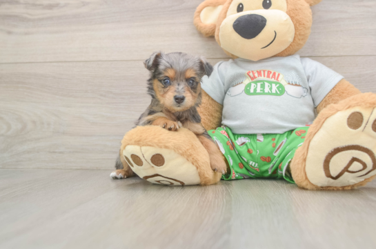 Small Mini Aussiedoodle Baby