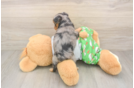 Mini Aussiedoodle Puppy for Adoption