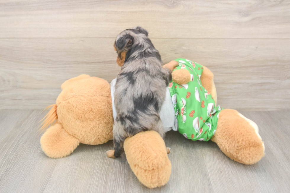 Mini Aussiedoodle Puppy for Adoption