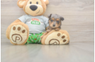 Mini Aussiedoodle Puppy for Adoption