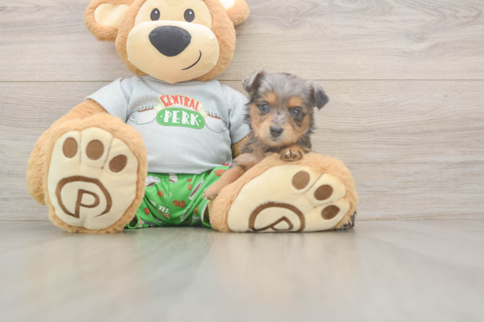 Mini Aussiedoodle Puppy for Adoption