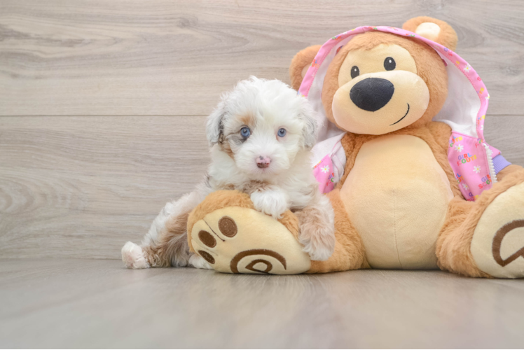 Mini Aussiedoodle Pup Being Cute