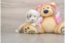 Mini Aussiedoodle Pup Being Cute