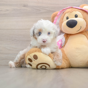 Mini Aussiedoodle Pup Being Cute