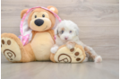 Funny Mini Aussiedoodle Poodle Mix Pup