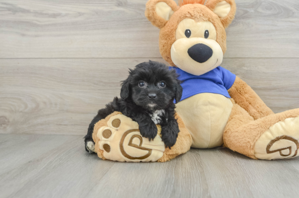 8 week old Mini Aussiedoodle Puppy For Sale - Premier Pups