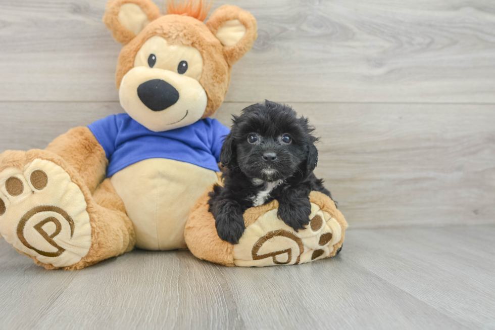 Hypoallergenic Aussiepoo Poodle Mix Puppy