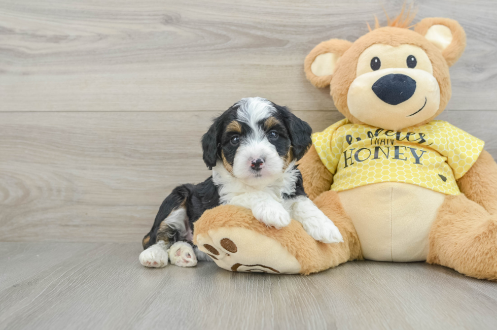 7 week old Mini Aussiedoodle Puppy For Sale - Premier Pups