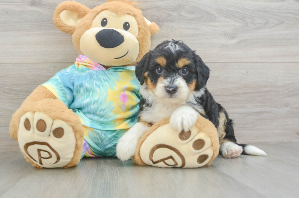 5 week old Mini Aussiedoodle Puppy For Sale - Premier Pups