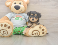 6 week old Mini Aussiedoodle Puppy For Sale - Premier Pups