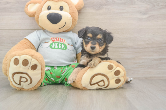 Mini Aussiedoodle Pup Being Cute