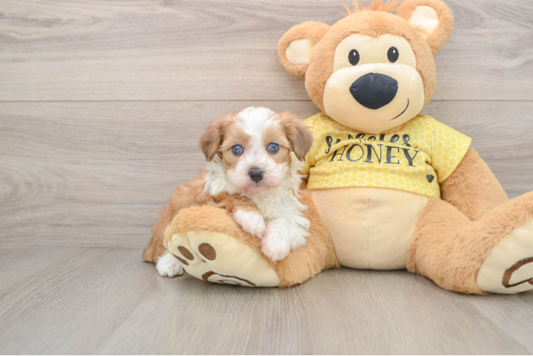 Fluffy Mini Aussiedoodle Poodle Mix Pup