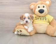 6 week old Mini Aussiedoodle Puppy For Sale - Premier Pups