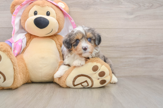 Funny Mini Aussiedoodle Poodle Mix Pup
