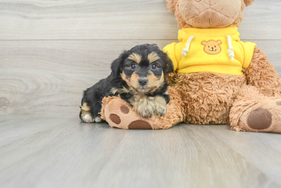 Best Mini Aussiedoodle Baby