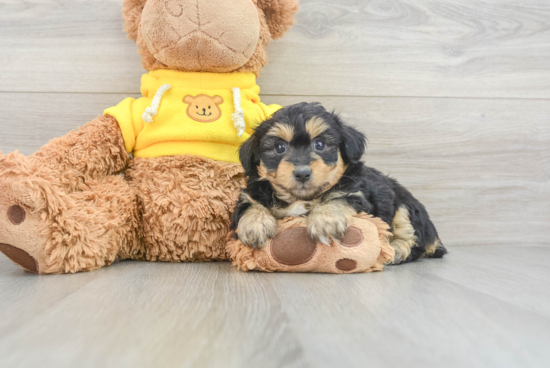 Mini Aussiedoodle Pup Being Cute