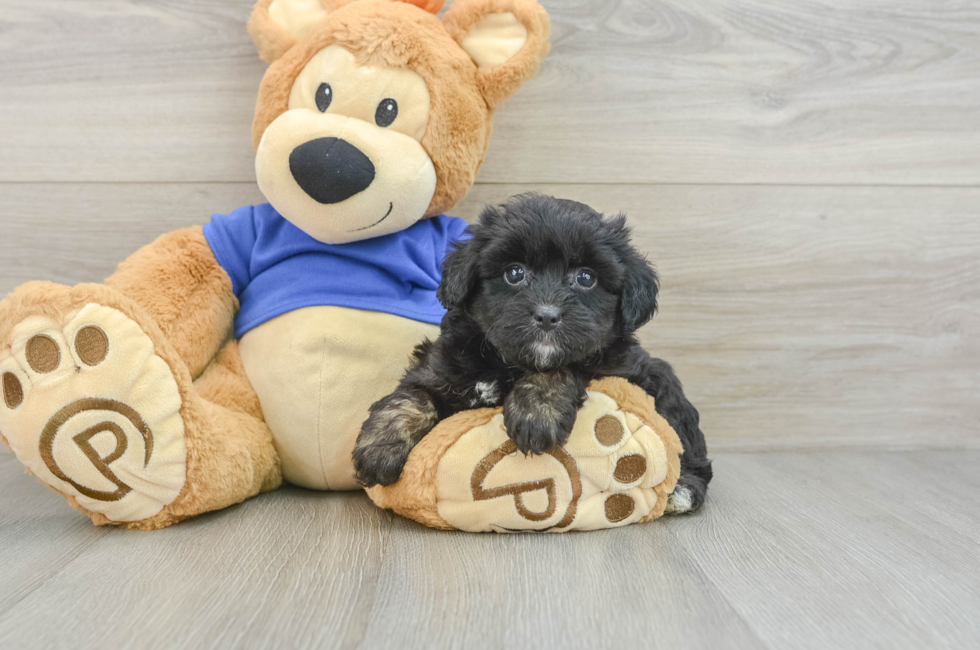 7 week old Mini Aussiedoodle Puppy For Sale - Premier Pups