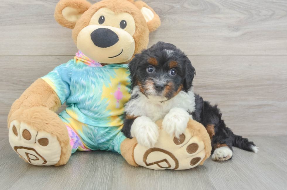 5 week old Mini Aussiedoodle Puppy For Sale - Premier Pups
