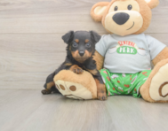 6 week old Mini Aussiedoodle Puppy For Sale - Premier Pups