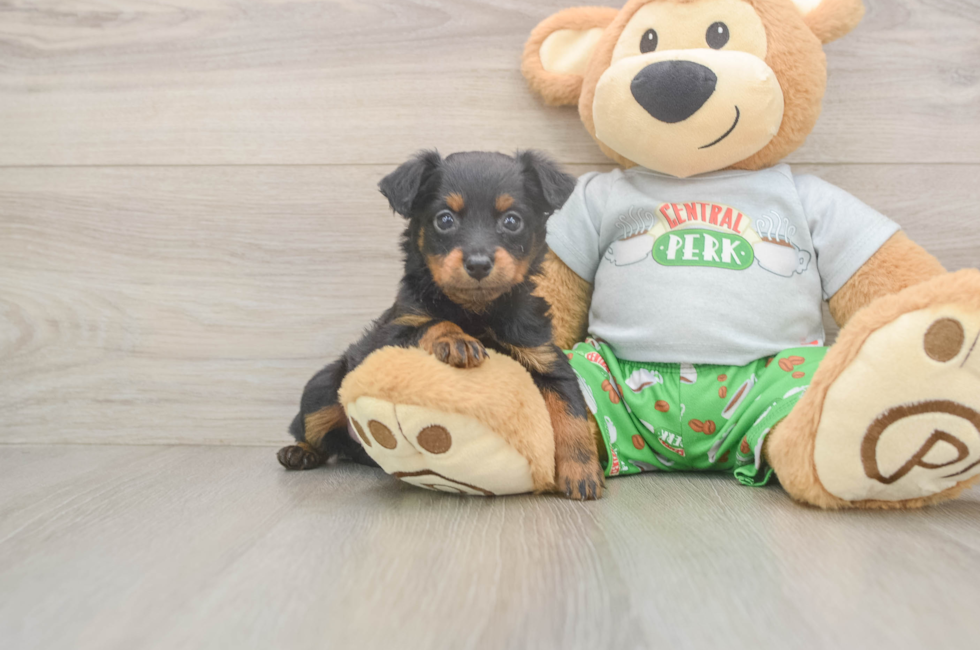 5 week old Mini Aussiedoodle Puppy For Sale - Premier Pups