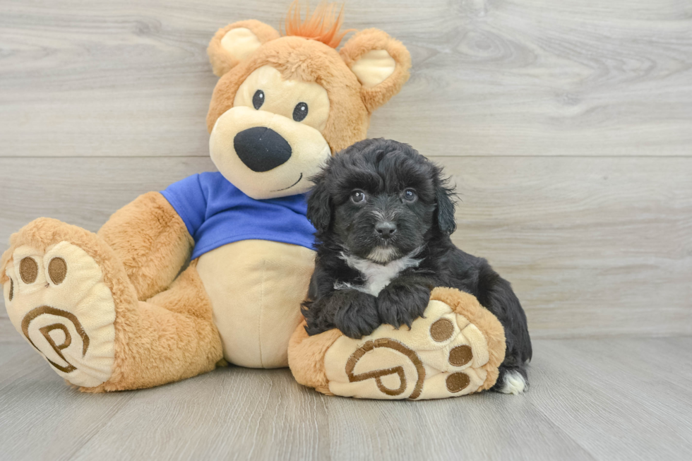 Best Mini Aussiedoodle Baby