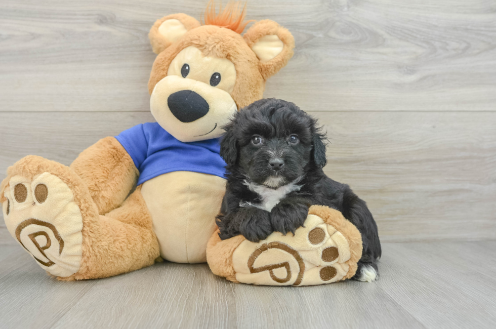 7 week old Mini Aussiedoodle Puppy For Sale - Premier Pups