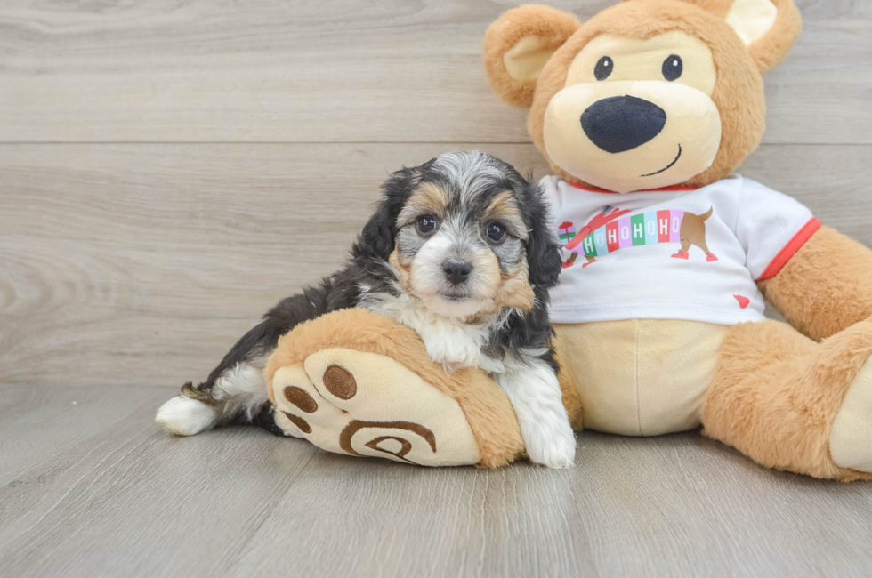 5 week old Mini Aussiedoodle Puppy For Sale - Premier Pups