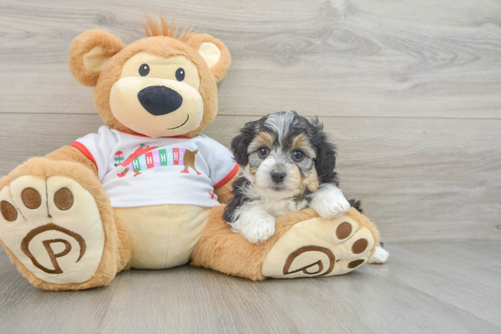 Cute Mini Aussiedoodle Baby