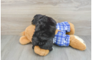 Mini Aussiedoodle Puppy for Adoption