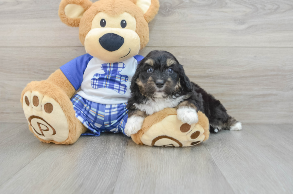 6 week old Mini Aussiedoodle Puppy For Sale - Premier Pups