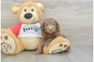 Cute Mini Aussiedoodle Baby