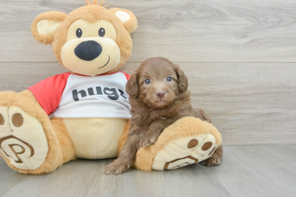 Cute Mini Aussiedoodle Baby